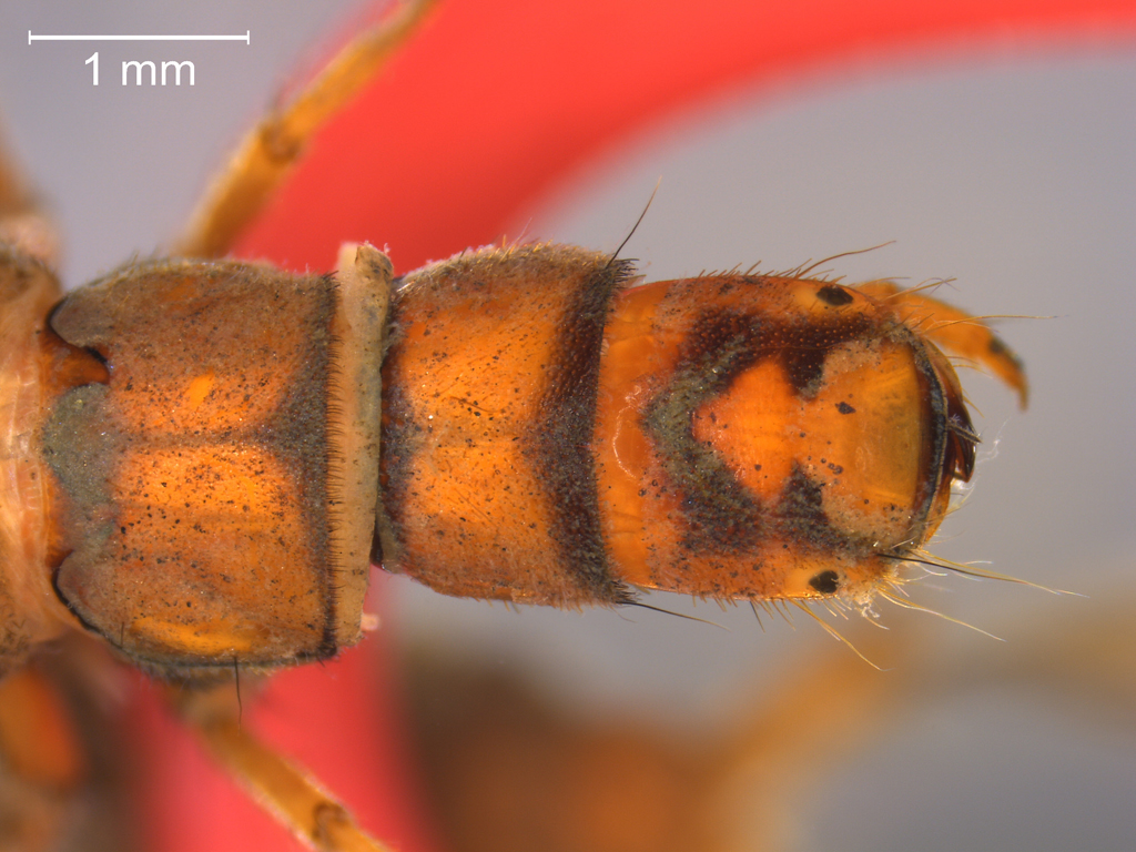 Hydropsyche contubernalis